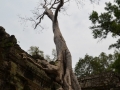 Temple de Prasat Ta Prum, détruit et soutenu en même temps par les arbres