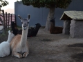 Llamas au premier plan et alpagas au second plan