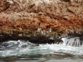Plongeon de manchots
