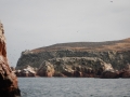 Beaucoup d'oiseaux