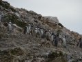 Les manchots d'Humbolt
