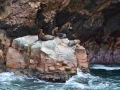 Famille d'otaries