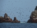 Beaucoup d'oiseaux