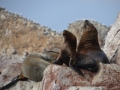 Autre famille d'otaries