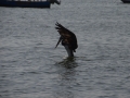 Pélican