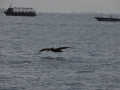 Pélican en vol