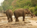 Tad lo - la baignade des éléphants