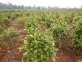 La ferme d’élevage de vers à soie produit aussi du thé