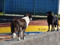 Ancud - Se regardent en chiens de faïence