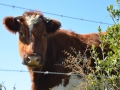 Ancud - Regard bovin