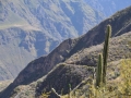 J2 : Cactus