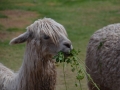 Alpaga gourmand