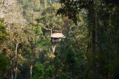 Gibbon Experience