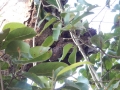 Serpent, à la meme hauteur que la cabane #maman!