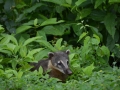 Un coati - Il y en a beaucoup dans le parc, ils chassent les sandwichs des touristes.