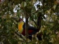 Un toucan à ventre rouge