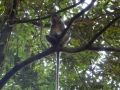 Parc national de Koh Lanta - on y trouve quelques singes