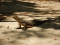 Sortie snorkeling - Koh Rok