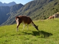 Macchu Picchu - Faune locale ou tondeuse naturelle