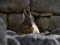 Machu Picchu - Faune locale