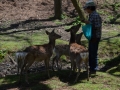 Parc de Nara - ses biches
