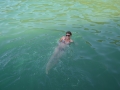 Baignade dans la baie de Paraty