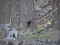 El Chalten - Woody woodpecker