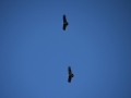 El Chalten - Le vol des Condors