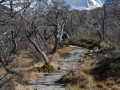 El Chalten - Vers Lago Torre
