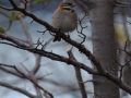 El Calafate - Petit oiseau