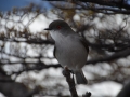 El Calafate - Un autre oiseau