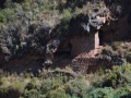 Pisac - Cimetière inca pour les personnes d'importance