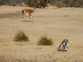 Punta Tombo - La valse des manchots sous l'oeil observateur du guanaco
