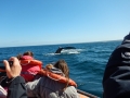Péninsule Valdés - Baleine et baleineau curieux s'approchent du bateau