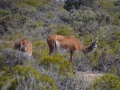 Guanacos