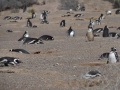 Punta Tombo - Nids de manchots