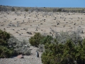 Punta Tombo - Colonie de manchots de Magellan