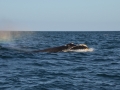 Péninsule Valdés - Baleine franche australe