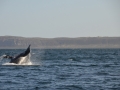 Péninsule Valdés - Baleine franche australe