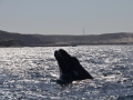 Péninsule Valdés - Baleine franche australe