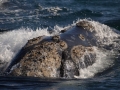 Péninsule Valdés - Baleine franche australe