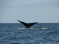 Péninsule Valdés - Baleine franche australe