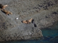 Péninsule de Valdés - Punta Piramide, lions de mer