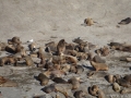 Péninsule de Valdés - Punta Piramide, lions de mer