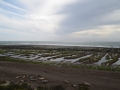 Péninsule Valdés - Punta Norte
