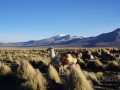 Sajama - Lama dans la pampa