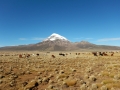 Sajama - Lamas dans la plaine