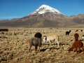 Sajama - Lamas dans la plaine