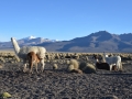 Sajama - Lamas dans la plaine