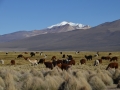 Sajama - Lamas dans la plaine